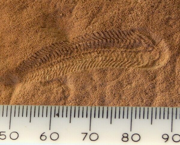 A fossil of Spriggina floundensi, a possible ancestor of trilobites that lived during the Late Ediacaran, approximately 555 million years ago.